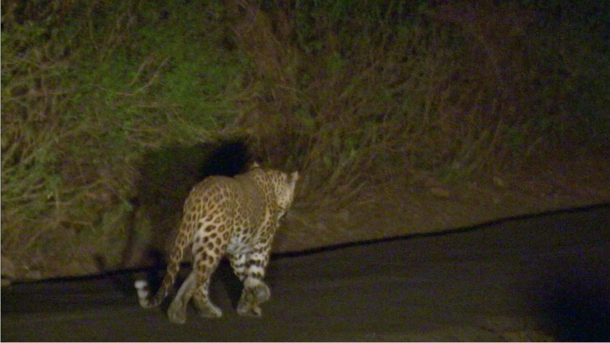 Brutale Attacke: Leopard greift alte Frau an – die weiß sich aber zu wehren