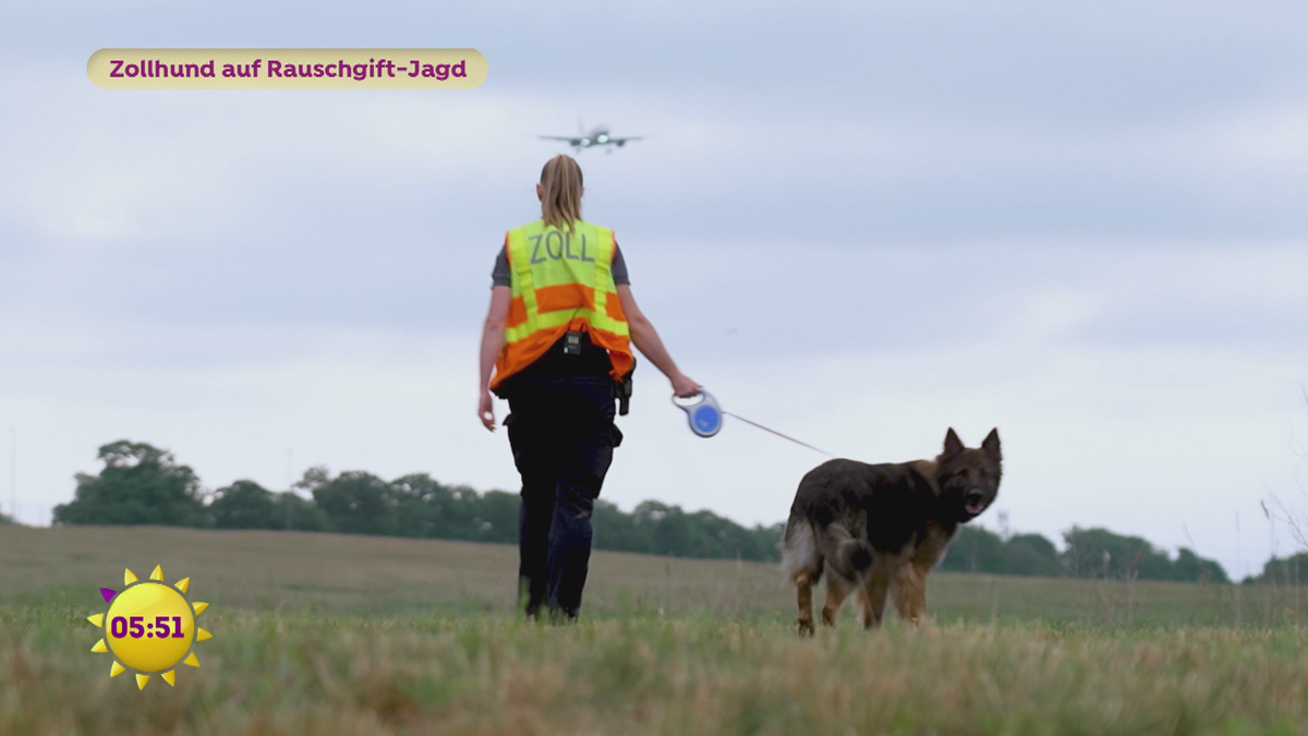 Zollhund auf Rauschgift-Jagd
