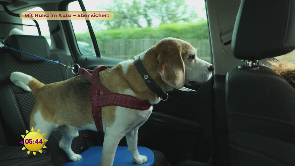 Mit dem Hund im Auto in den Urlaub