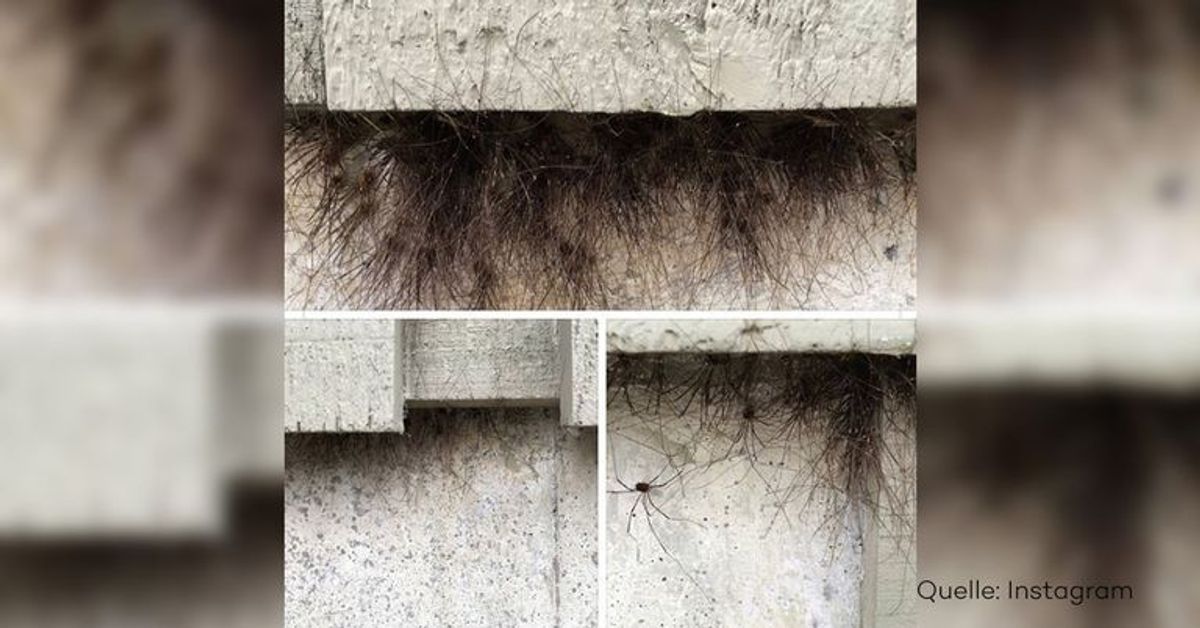 Eklig: Der Pelz an diesem Haus besteht aus Hunderten von Spinnen