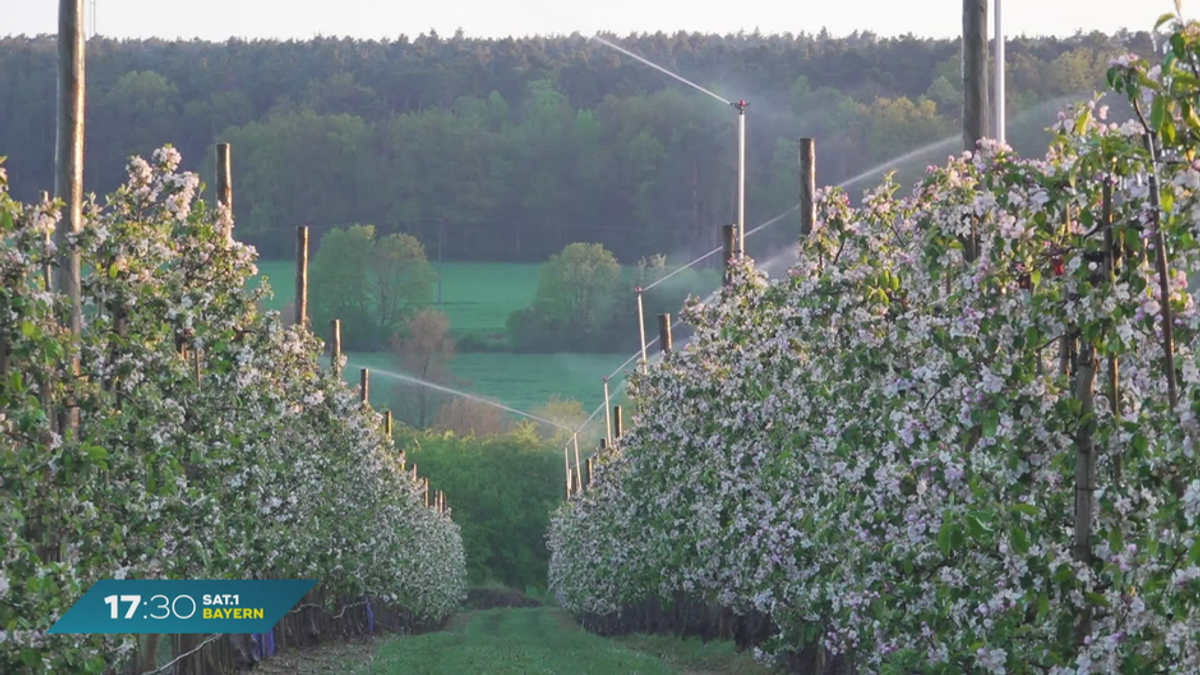 Frostbewässerung in Bayern: Blüten vor kalten Temperaturen schützen