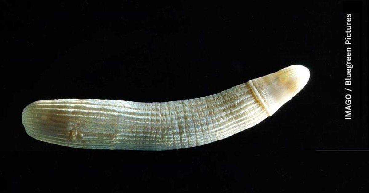 500 Millionen Jahre alte Peniswürmer entdeckt