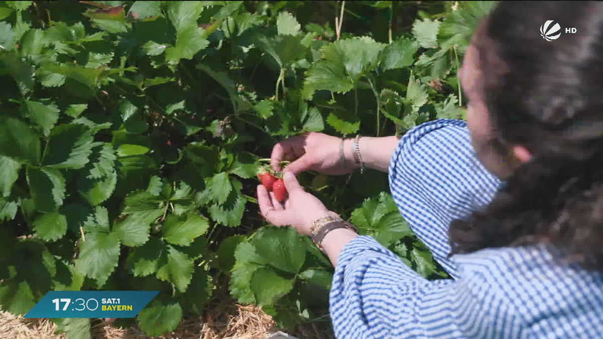 Erdbeeren in Bayern: Darum schwanken die Preise