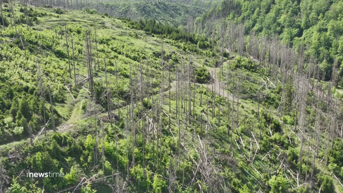 Alarm in deutschen Wäldern: Vier von fünf Bäumen sind krank