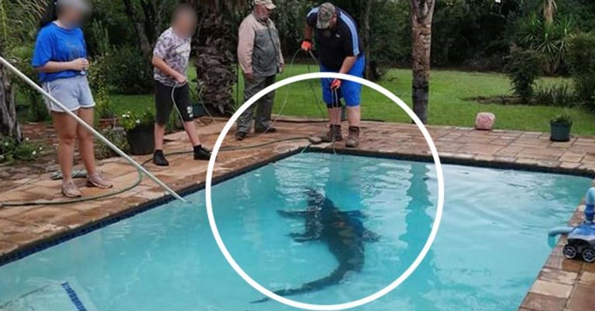 Familie findet Krokodil im Pool