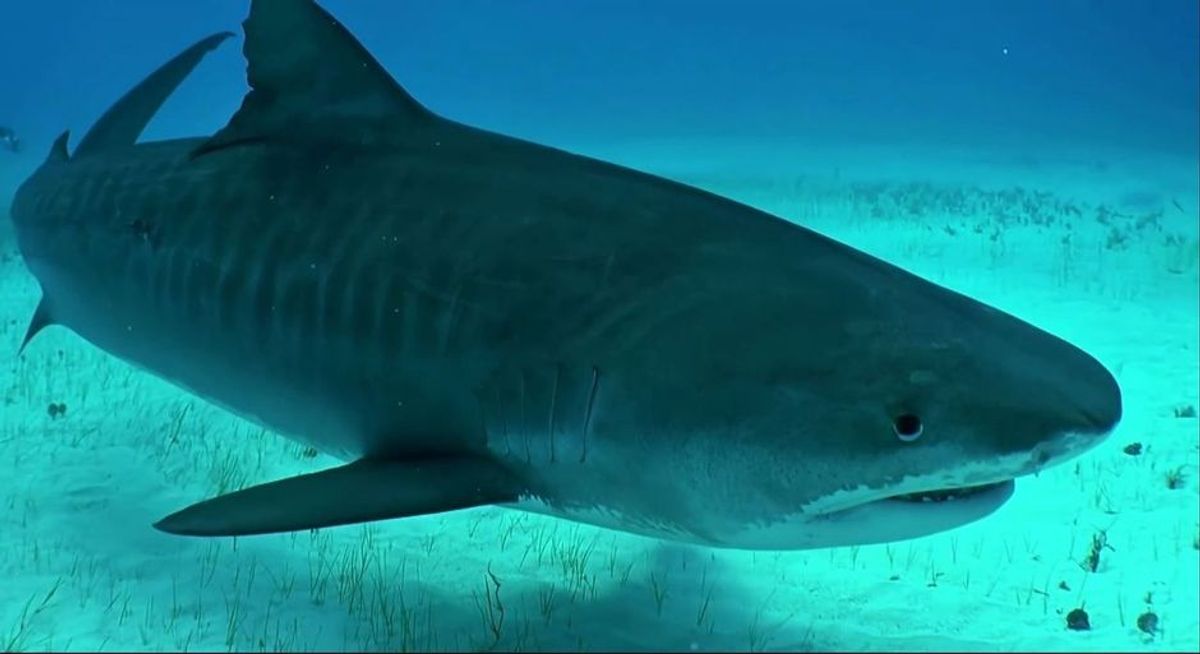 Mysteriöses Massensterben bei Haien festgestellt