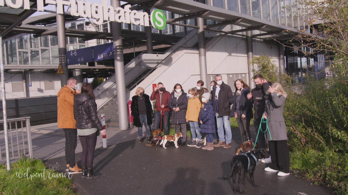 Mit Welpen in öffentlichen Verkehrsmitteln fahren