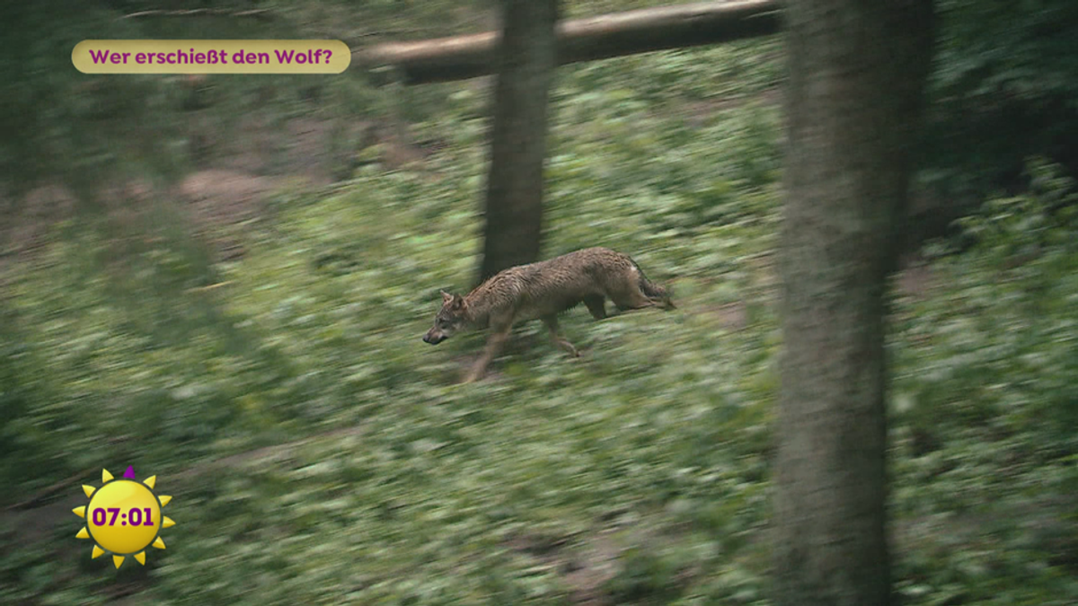 Wer erschießt den Wolf?