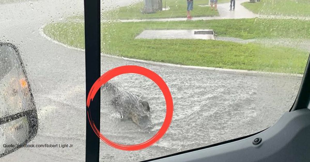 Hier kommt ein 2,5-Meter-Alligator einem Autofahrer gefährlich nahe