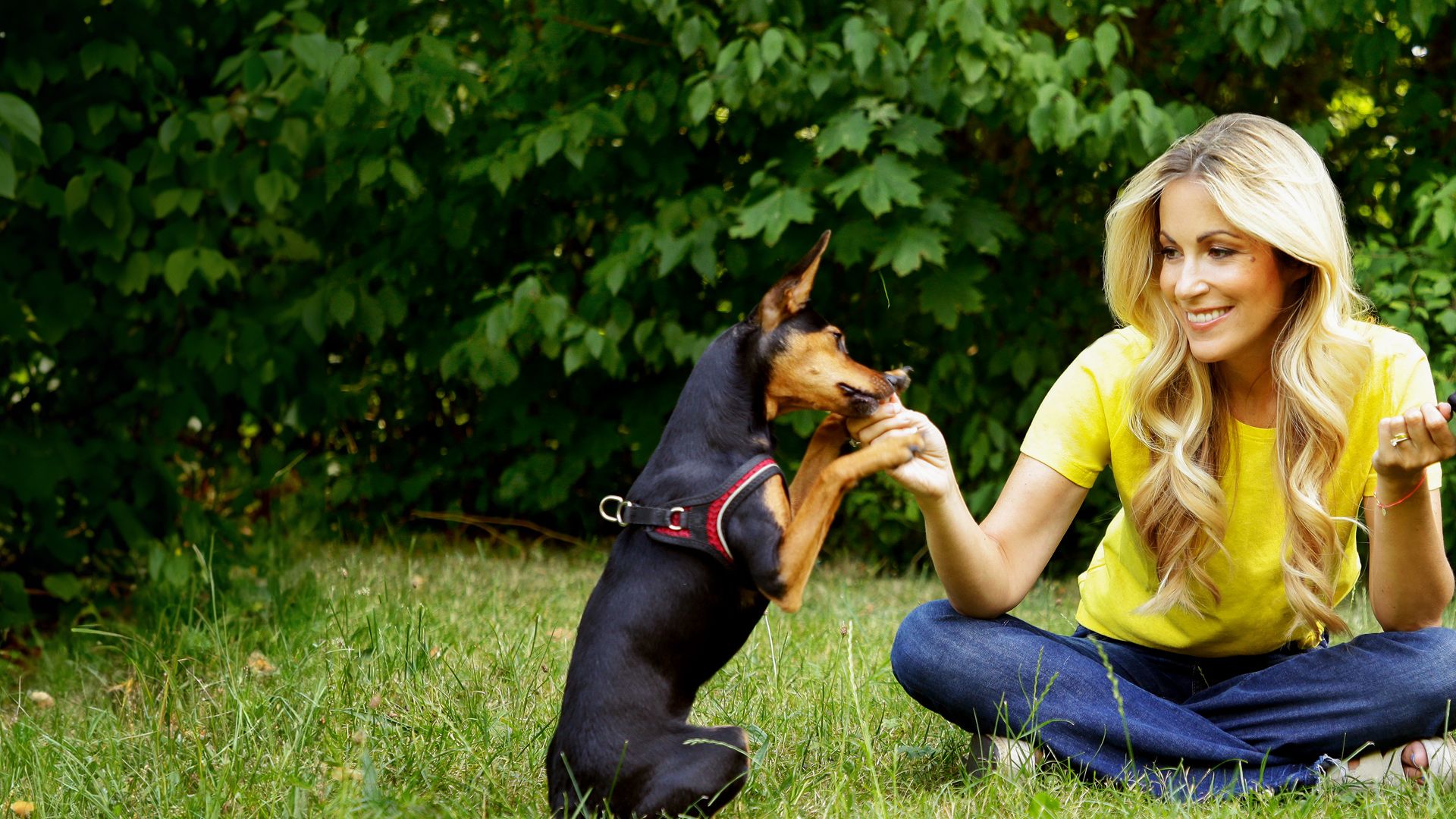 Der Hundetrainer-Champion