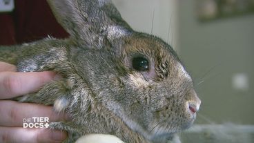 Polly vermisst ihren Kaninchen-Kumpel