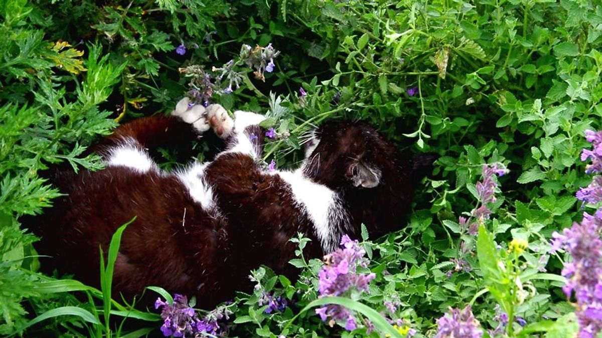 Tierische Kiffer - diese Tiere dröhnen sich gerne zu!