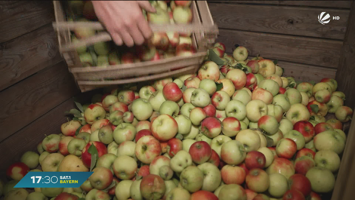 Apfelernte in Bayern: Obstbauer aus Mittelfranken meldet reiche Ausbeute