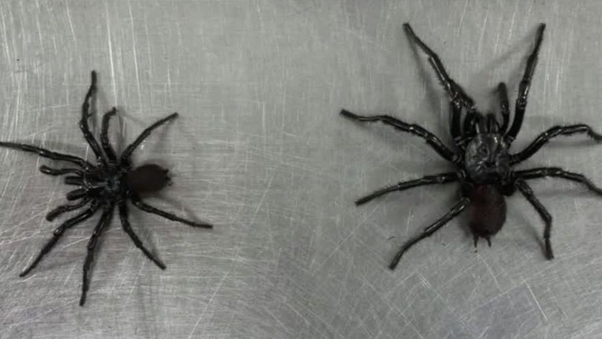 Riesengroß und tödlich: Zoo schockiert über Monster-Spinne