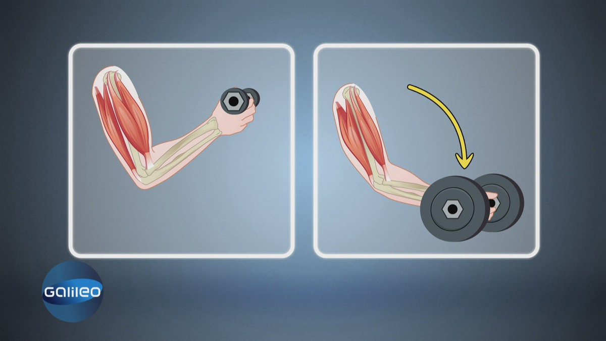 Effektives Bizeps-Training in 3 Sekunden
