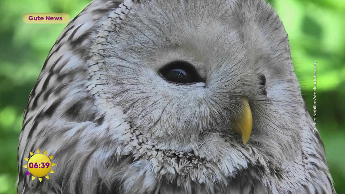 Gute News: Grüne Schifffahrt und Habichtskauz back in Bayern