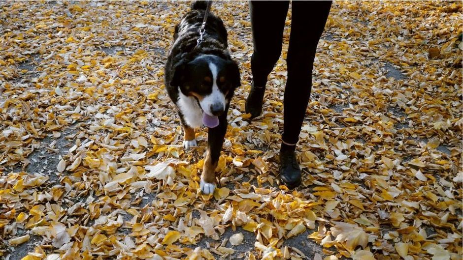 Todesgefahr im Herbst: So gefährlich sind Kastanien für Hunde