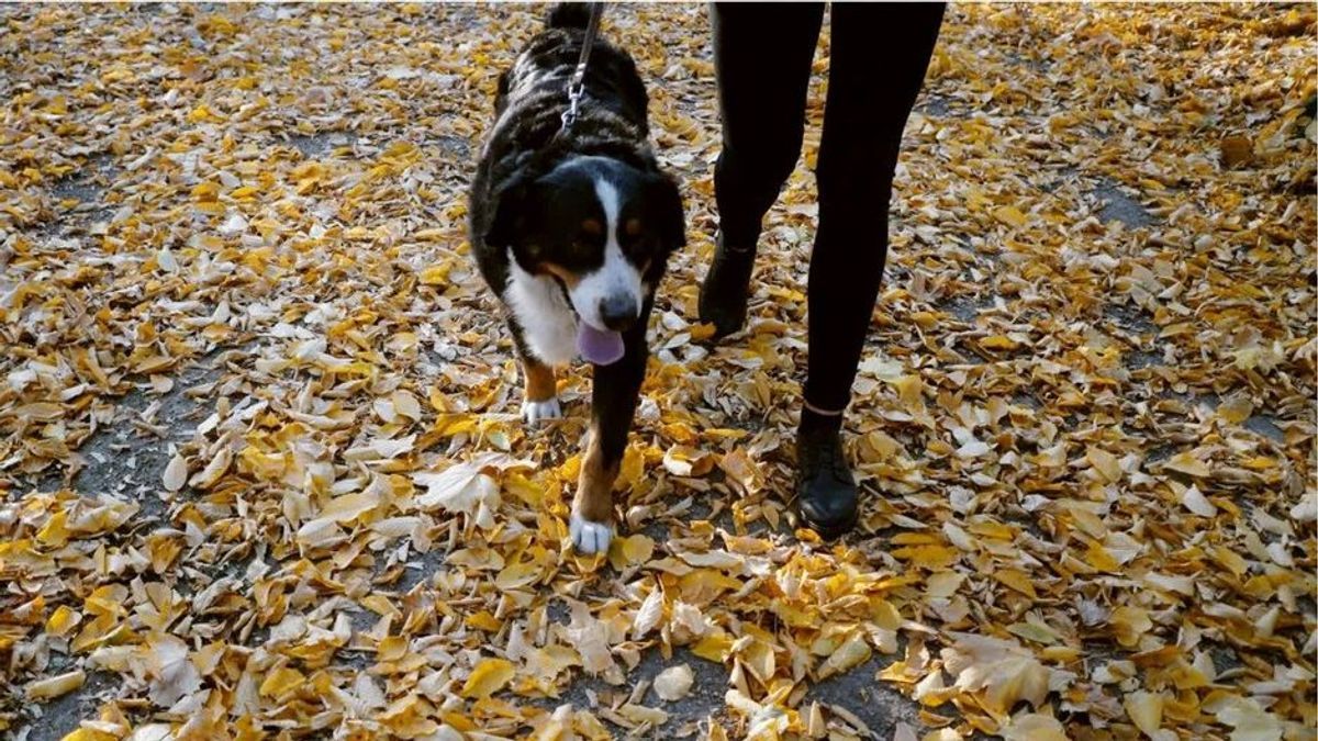 Todesgefahr im Herbst: So gefährlich sind Kastanien für Hunde
