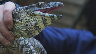 Vorschaubild Snake Security - Schlangenalarm in Australien - Ein Buntwaran in der Falle