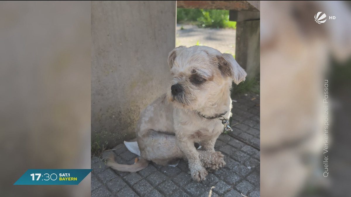 Nach Trennung: Ausgebüxter Hund Paco zurück bei Familie