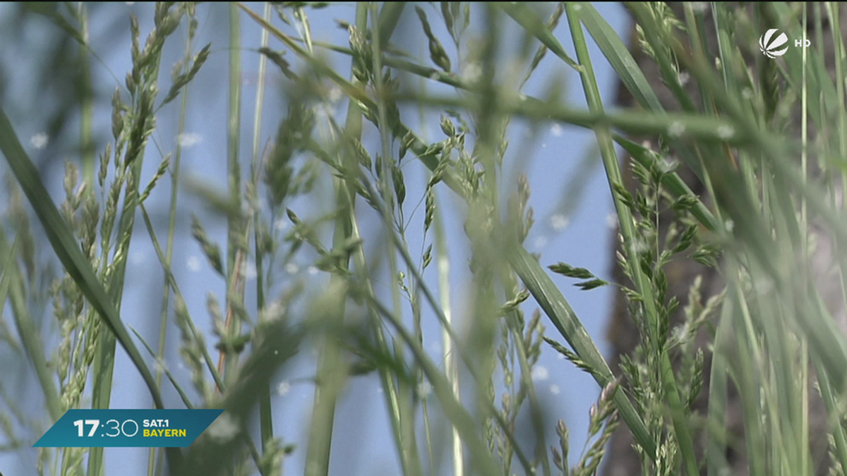 Pollenflug in Bayern: Das sollten Allergiker beachten