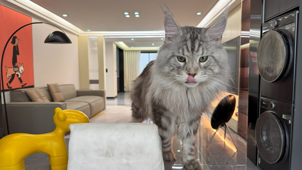 Frisch gekochtes Essen, Fernseher und Aufzug: Luxus-Katzenhaus für 26.000 Euro!