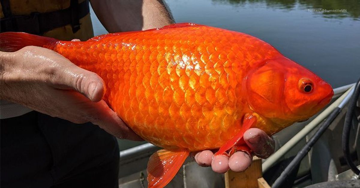 "Monster-Goldfische" bedrohen Ökosystem in den USA