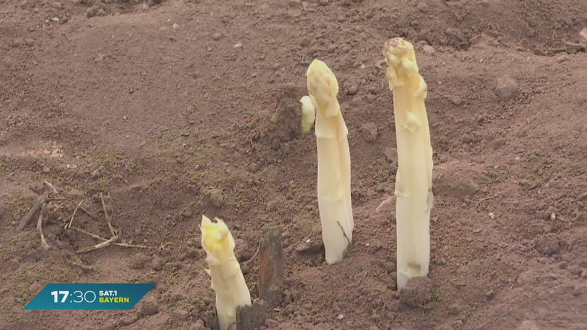 Gelungene Spargelsaison: Bayerische Bauern zufrieden