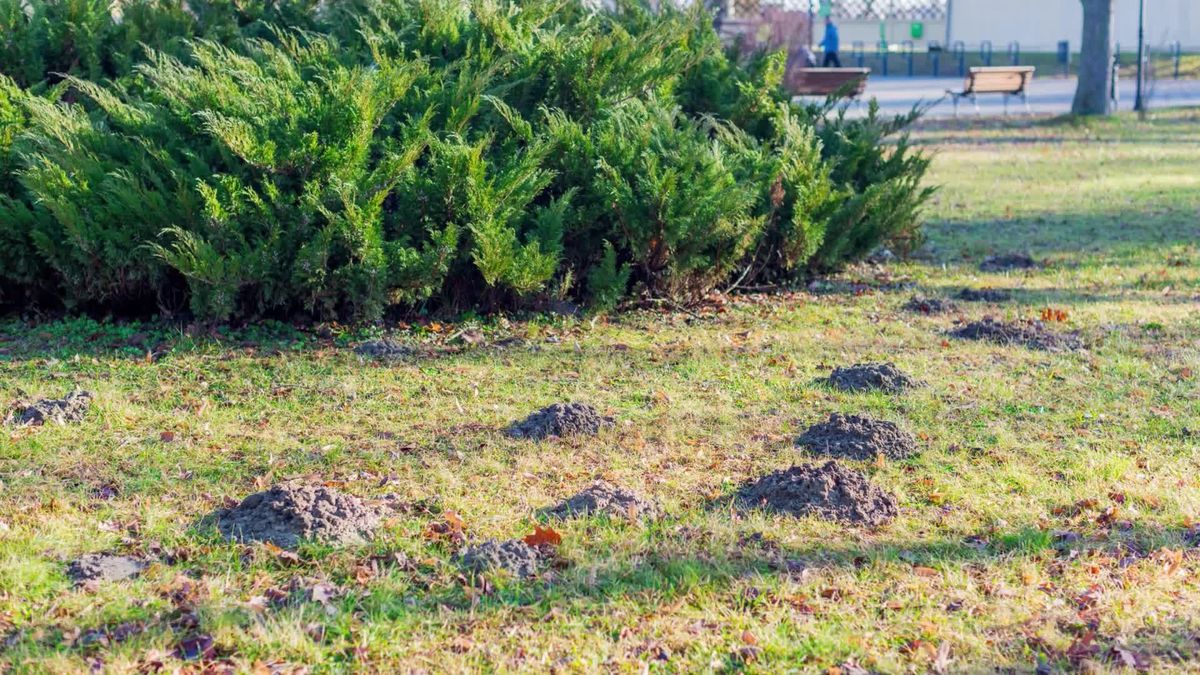 Darf ich Maulwürfe in meinem Garten bekämpfen?