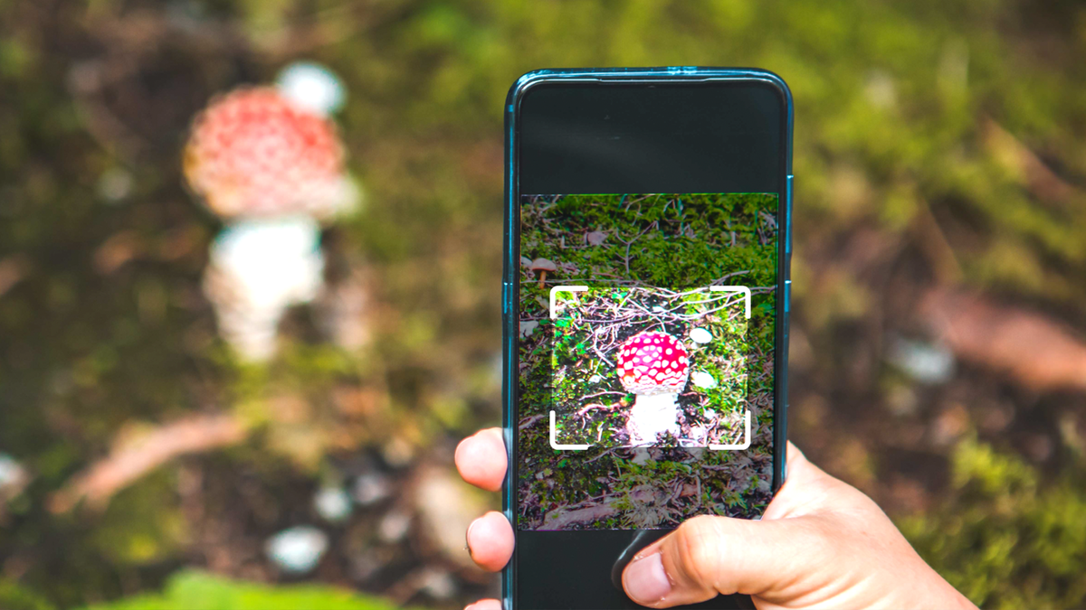 Pilz-Apps: Hilfe oder Risiko im Wald?