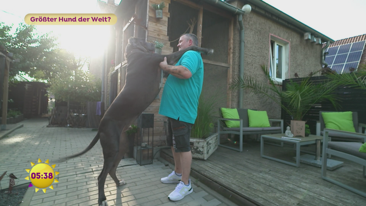 Brandenburg: Hier lebt der wohl größte Hund der Welt