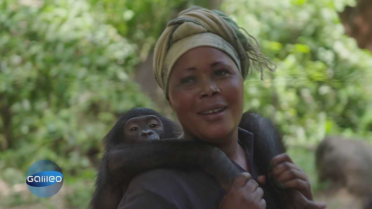 Lola y Bonobo: Bonobos retten im Kongo