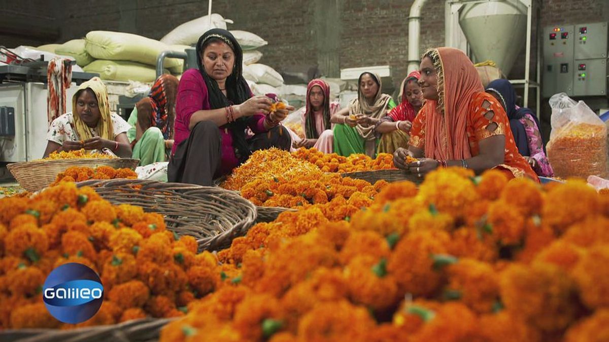 Zum Schutz des Ganges: Portemonnaies, Schuhe und Taschen hergestellt aus Blumen