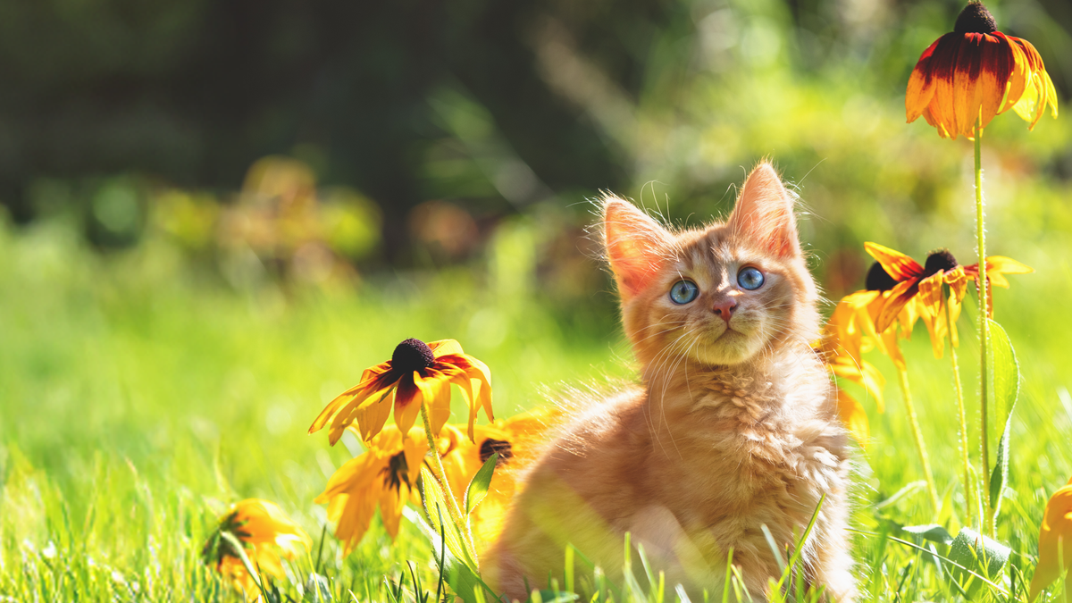 Deshalb sind Katzen so beliebt