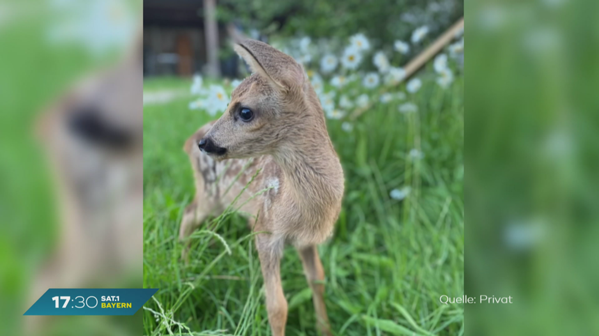 Nach Hochwasserkatastrophe in Bayern: Tiere verlieren Lebensraum