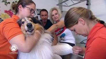 Schockdiagnose Krebs für Hund Magnuson