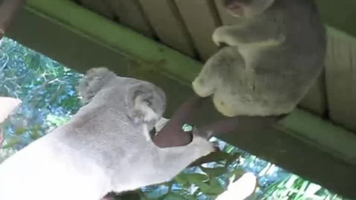 Steckt in diesen Koalas der Satan?