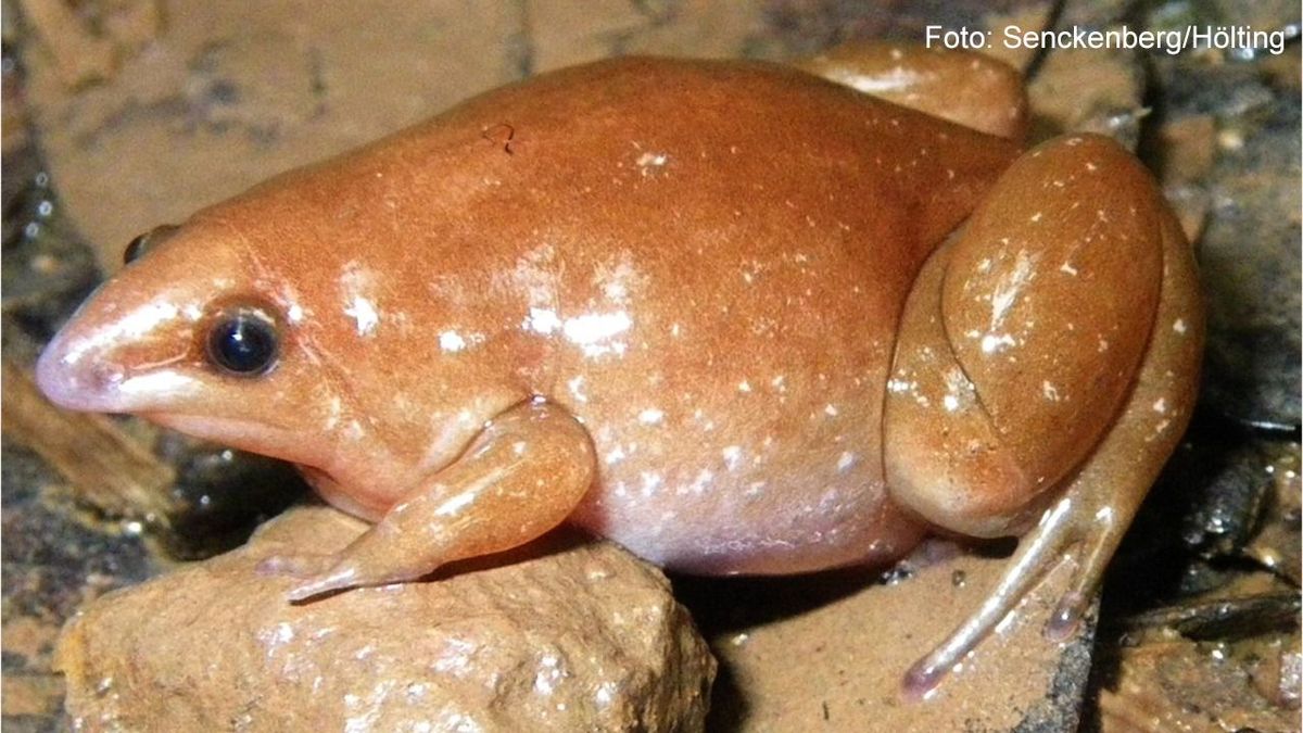 Forscher entdecken "Zombiefrosch"