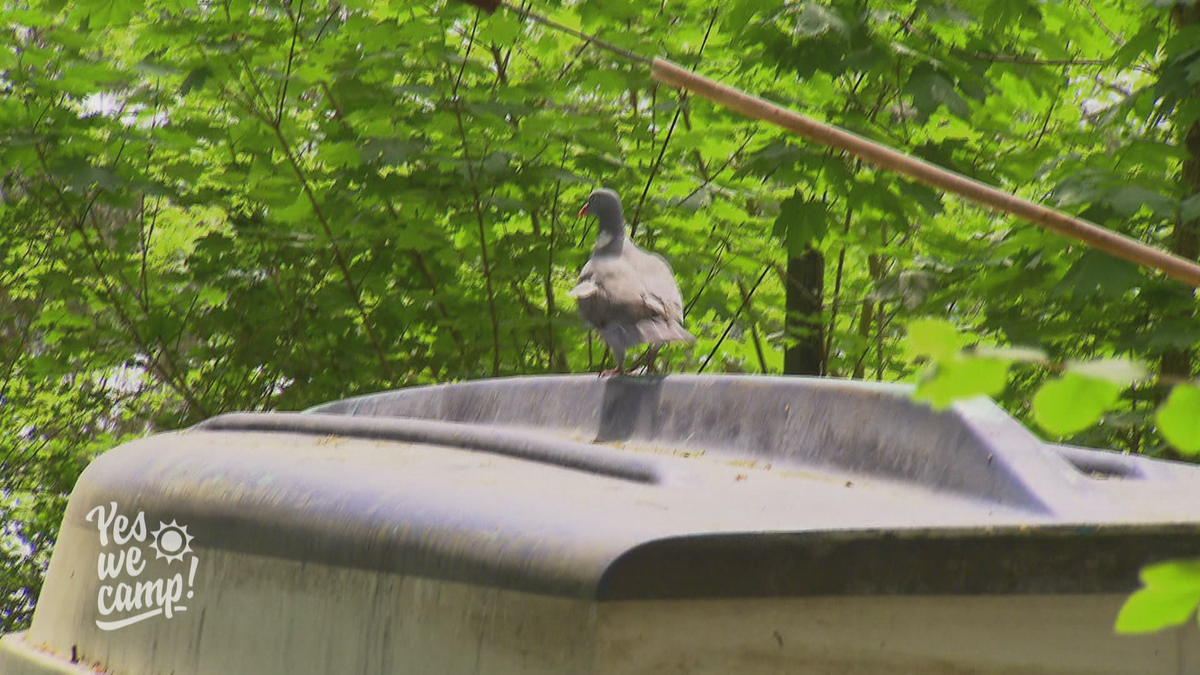 Ein Enten-Mischling? Wilde Tiere auf dem Campingplatz