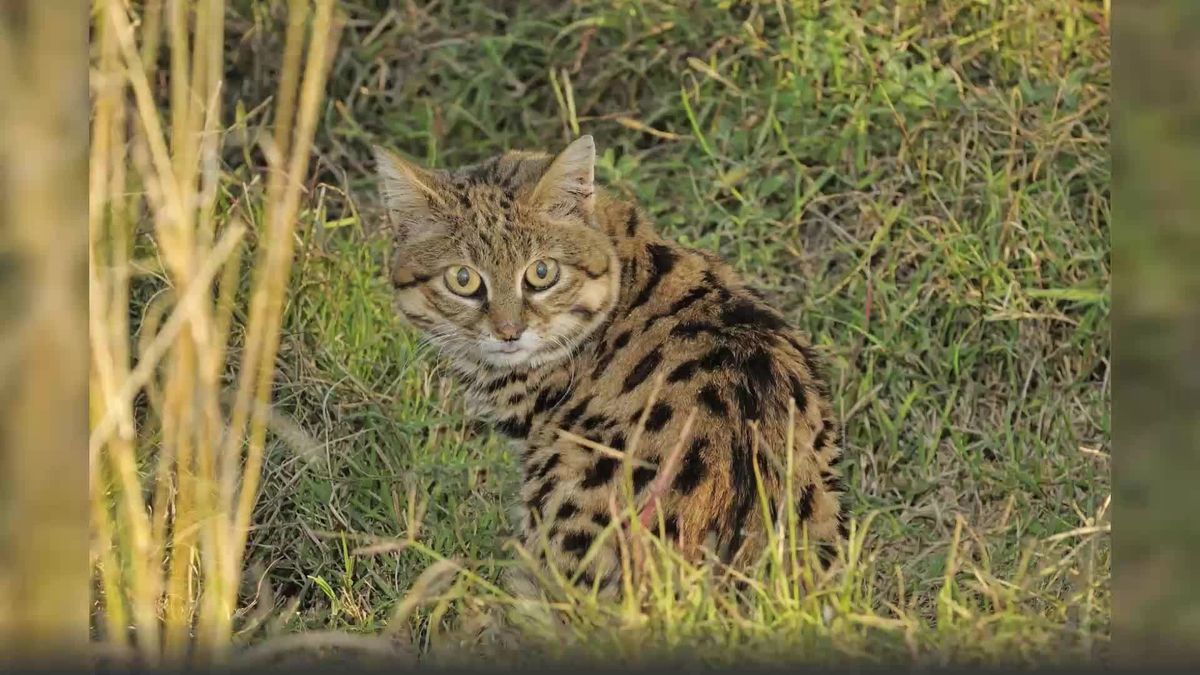 Unglaublich: Diese kleine Katze ist eine der tödlichsten ihrer Art