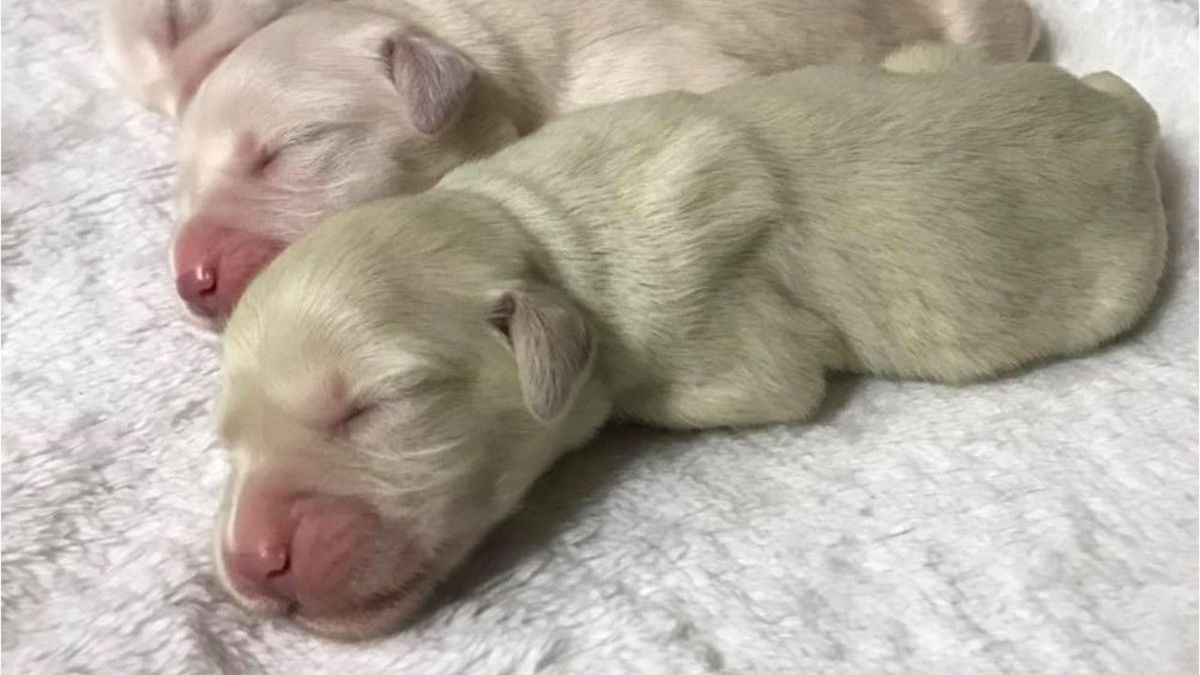 Golden Retriever Welpe kommt mintgrün zur Welt