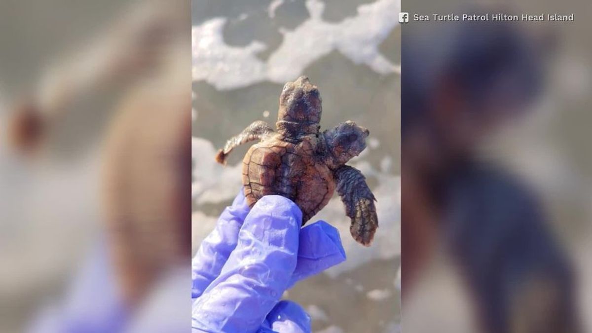 Schildkröte mit zwei Köpfen entdeckt - und das ist nicht das einzige Tier