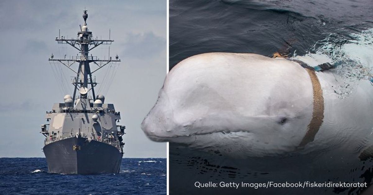 Als russischer Spion ausgebildet? Beluga-Wal mit seltsamen Geschirr gefunden