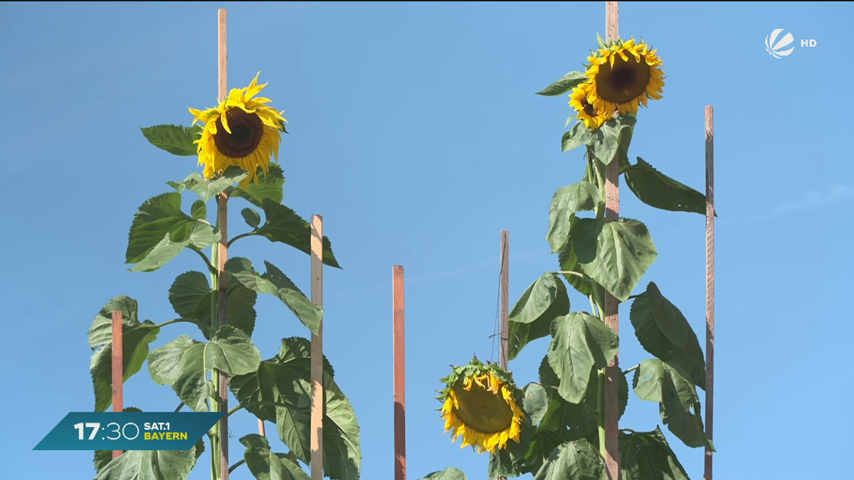 Über sechs Meter hoch? Bayerns größte Sonnenblume