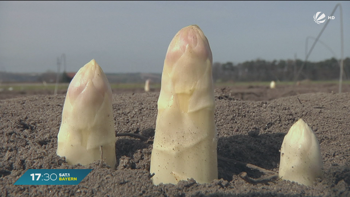 Schlechte Ernte in Bayern: Weniger Spargel und Erdbeeren