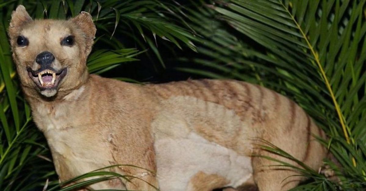 Tasmanischer Tiger: Vor 80 Jahren ausgestorben - jetzt wieder gesichtet