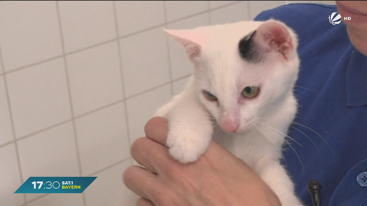 Tierheime am Limit: Katzenschutzverordnung in Regensburg