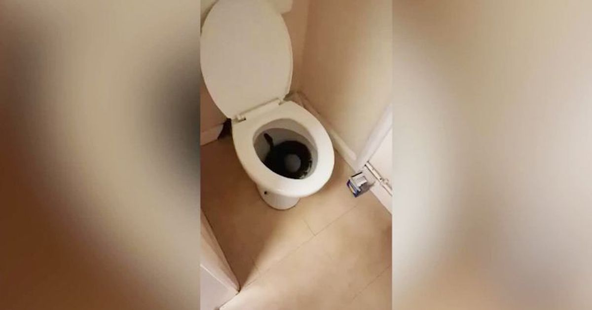 Klo-Schock: 1,2 Meter-Python in Toilette versetzt Frau in Schrecken