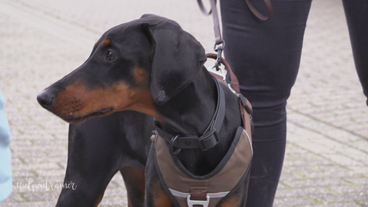 Grenzen setzen: Privatstunde für Dobermann Donja