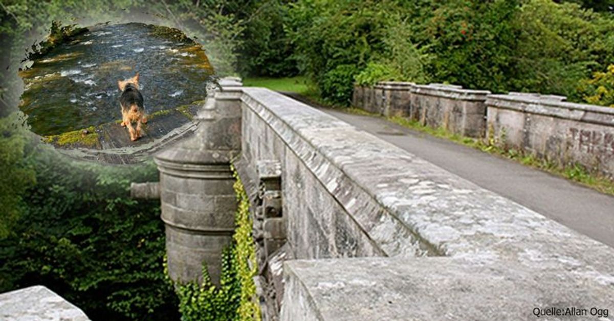 Verflucht? Von dieser Brücke stürzen sich Hunde in den Tod